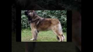 top 10 biggest dog in the world 2015HD