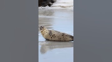 how is that even possible 😭 #apexlegends #apex #gaming