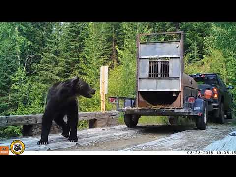 Video: Bear Stand On Täydellinen Loma-asunnon Vuokraus Ulkoilijoille