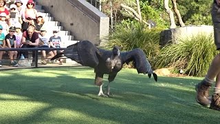 Bird Show  Taronga Zoo | April 2017