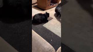 A little fight between brothers. by Twin Chantilly Tiffanys Benny & Bandit 83 views 2 years ago 1 minute, 42 seconds