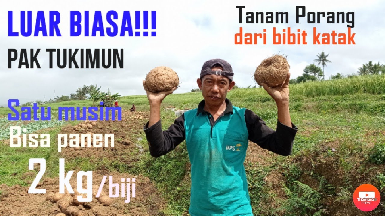 PANEN PORANG DARI BIBIT KATAK SATU MUSIM BISA MENCAPAI 2 KG. (Pak Tukimun Ponorogo)