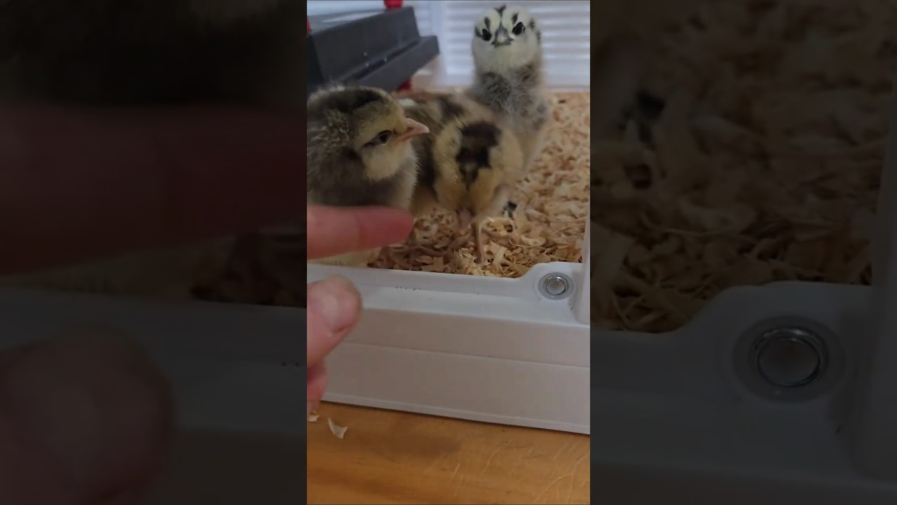 Special Delivery - Welcome New Chaos Makers!