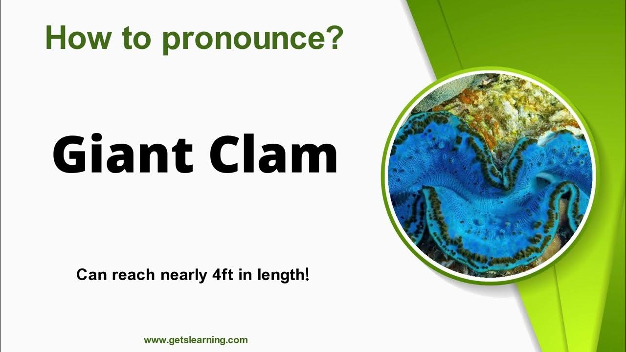 How to Pronounce Giant Clam in English Correctly YouTube