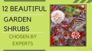 12 блестящих кустарников для вашего сада, выбранных экспертами