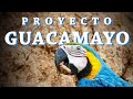El Proyecto Guacamayo | Documental