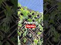 platycerium wandae  #cafe #plants #blitarkekinian #garden #homedekor