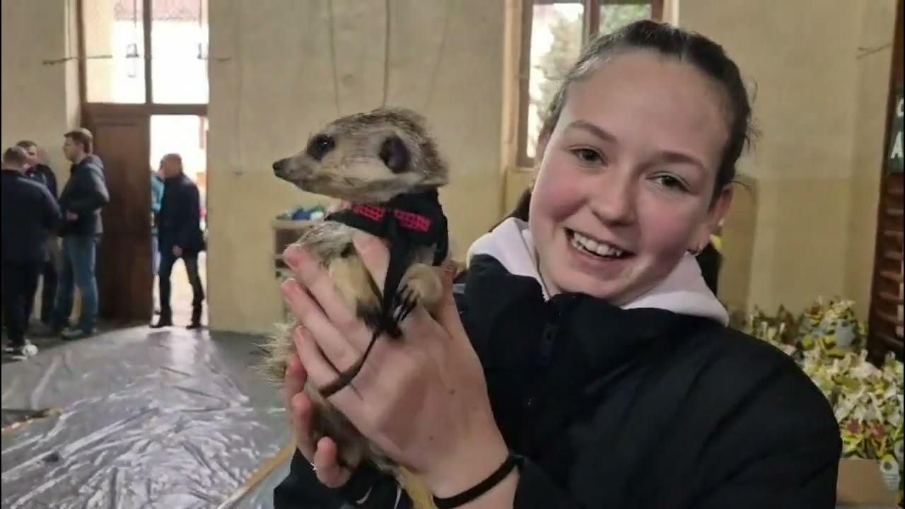 Alba24 Video: Expozitie pasari si animale mici Blaj 21 feb 2026