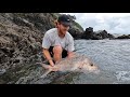 SOFTBAITING NORTHLAND LANDBASED.BIG SNAPPER