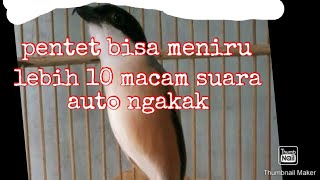 Burung cendet gacor lucu auto ngakak😂😂😂 bisa menirukan 10 lebih suara