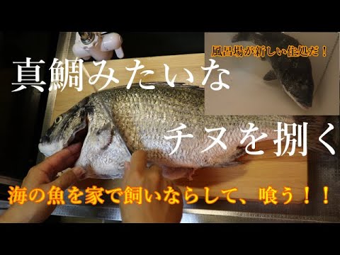 とうとう なもぞうがやっちまいました おかっぱりで釣った魚を風呂場に入れやがった そしてチヌが真鯛みたいになった 釣り飯 Youtube