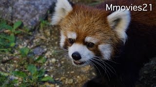 Red Panda run around　夜の動物園で走り回るレッサーパンダ　キン