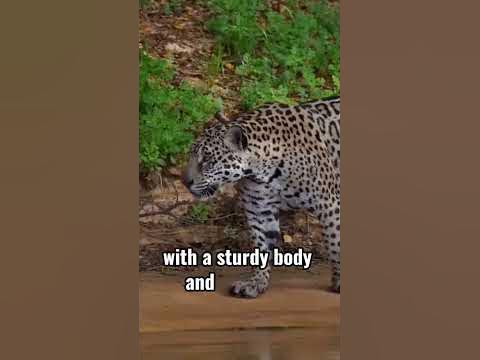 Jaguars: Apex Predators of the South American Rainforest #