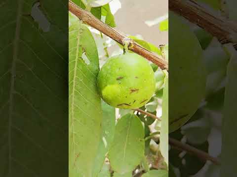 Amrood ke paude par amrood ka phal isko bemari lag gai fruit in fungus #fruit #fruits #fruitcutting