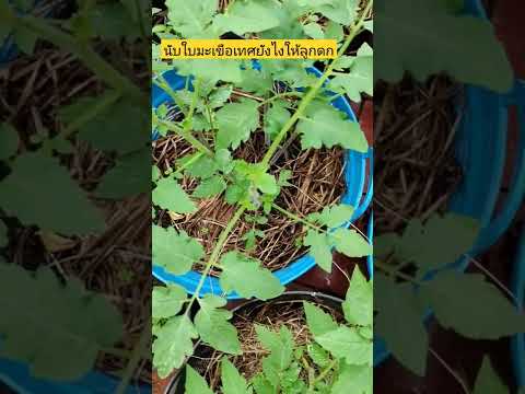 วีดีโอ: เกี่ยวกับมะเขือเทศลูกแพร์เหลือง: เรียนรู้เกี่ยวกับการปลูกต้นมะเขือเทศแพร์เหลือง