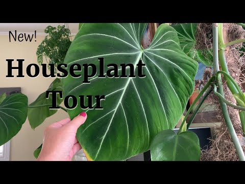 Video: Houseplants. Ак чокойлуу сепкич: өстүрүү жана багуу