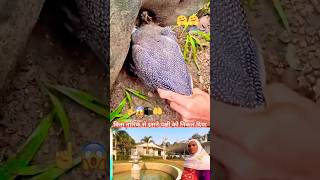 #duet 😱☝️#comedy #birds 👍this is Akaku basic Rajali Singer Jonathan YouTube channel 🕌￼