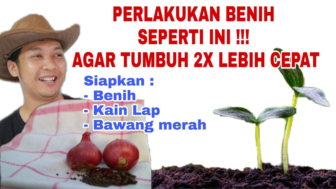 Persemaian Tumbuh 2x lebih Cepat dengan cara ini || bonus meracik media semai