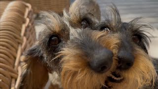 Dachshunds Can’t Stop Cuddling – Compilation 🧡