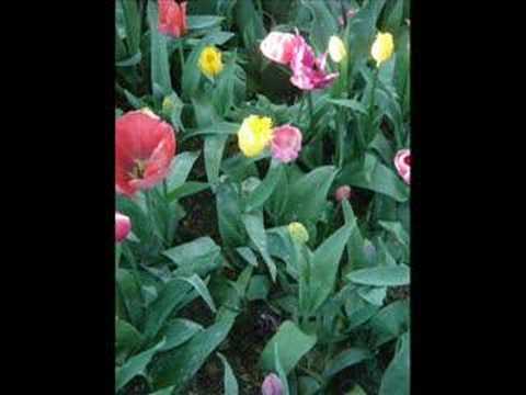 Noor Jahan - (Ghazal) - Kabhi Kitabon Mein Phool Rakhna