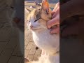 大人しくしてる三毛猫ナデナデ #猫#かわいい#猫島#気持ち#撫でる#三毛猫#Short