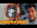 Llegan CONEJOS al GALLINERO también UN POLLO FINO . Voy por zanahoria