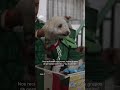Osito, el perro futbolero