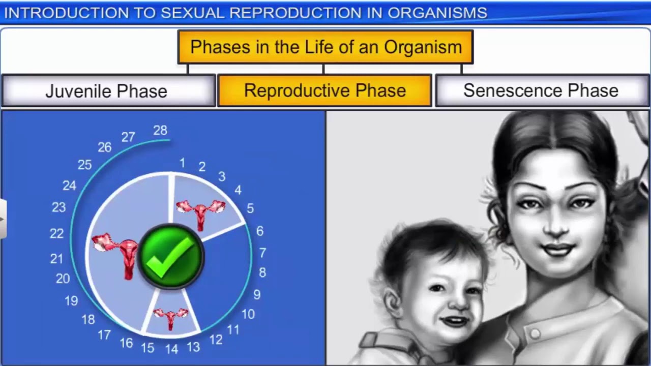 CBSE GRADE XII BIOLOGY CHAPTER 01 REPRODUCTION IN ORGANISMS - YouTube