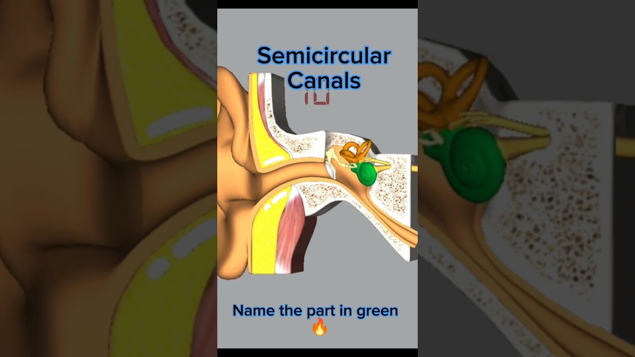 Ear Anatomy quiz video 