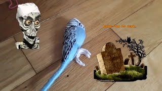 Budgie prank, prank on family😀 prank on children 😜 screenshot 4