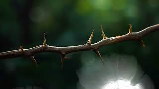 God's Hidden Meaning of the Thorn Revealed