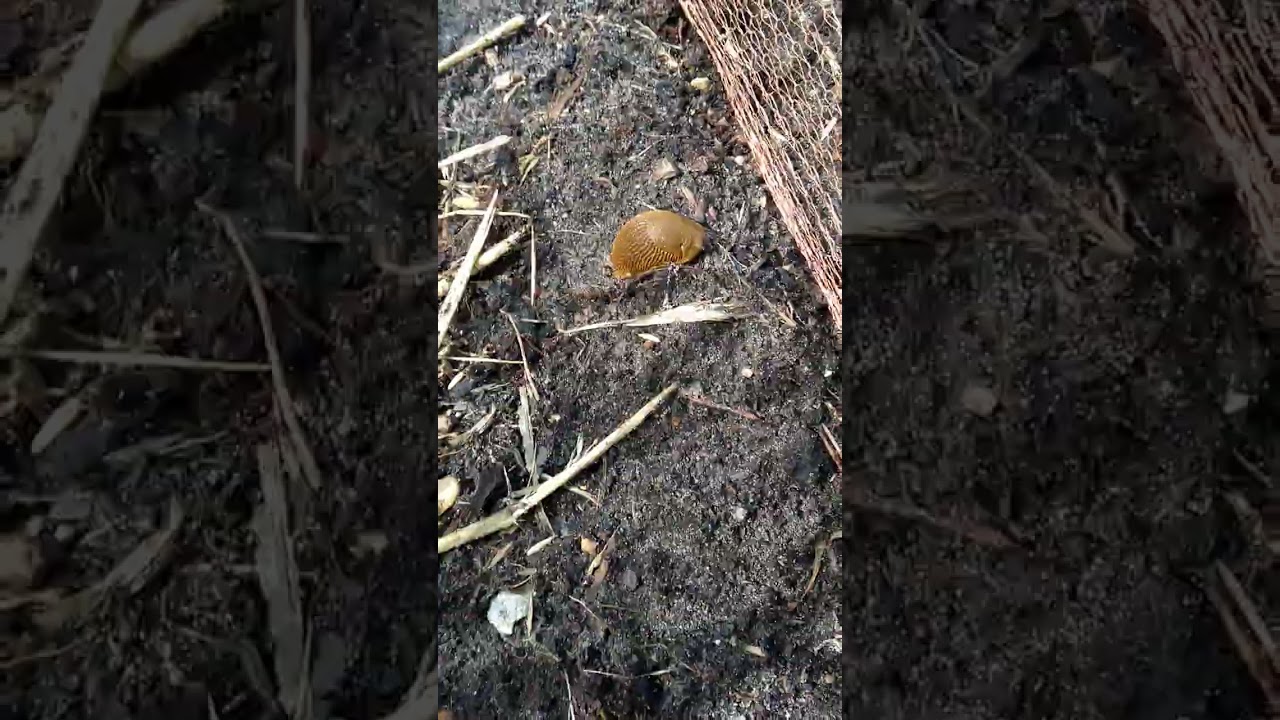 Copper mesh vs slugs