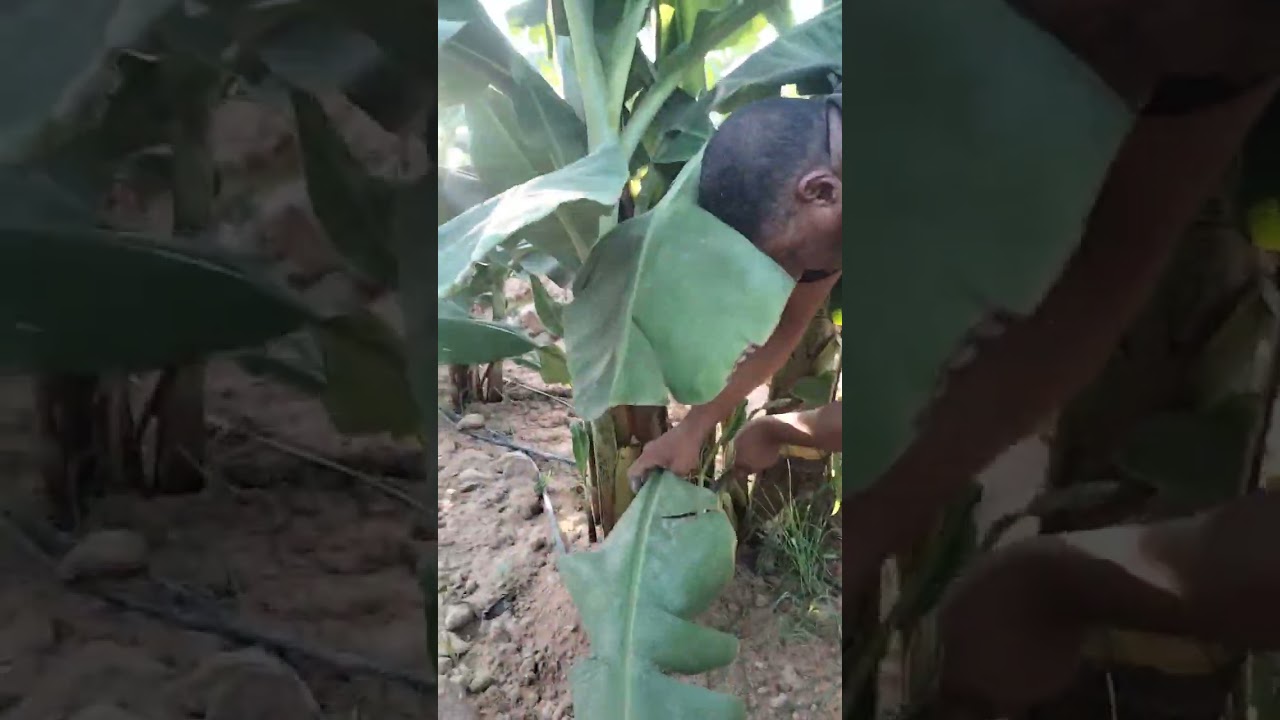 عملية انتخاب الخلفات من أمهات #الموز الربيعي 2024