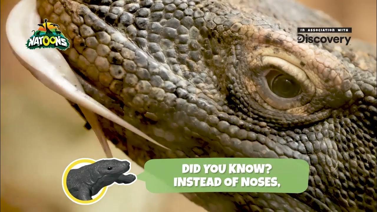 Kinder Surprise Natoons | Discovery - Komodo Dragon 15" - YouTube