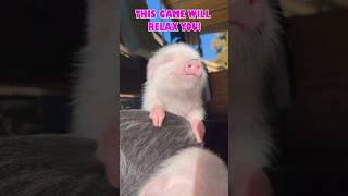 Quick PIG Hunt Challenge #FindItSpyHiddenObjects #hiddenobjectgame