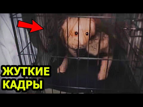 Видео: 5 СТРАШНЫХ Видео не для Слабонервных. Ужасы. Страшные видео