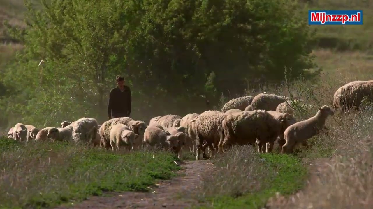 Was macht ein Hirte?