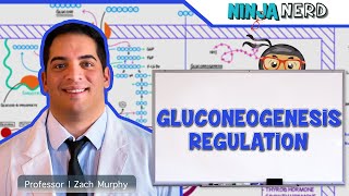 Metabolism | Regulation of Gluconeogenesis