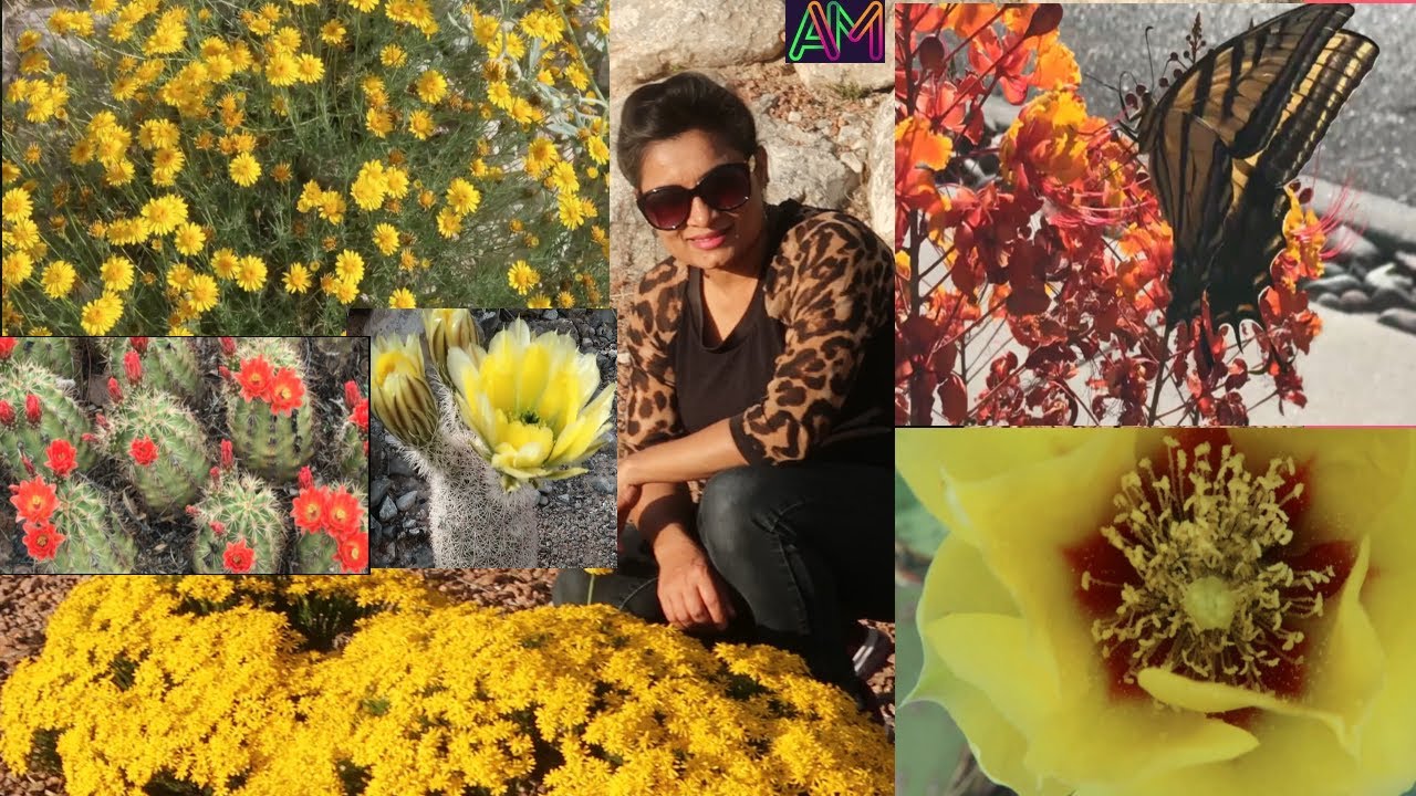 Story of My Flowers ಅನುಭವದ ಮಾತು Kannada YouTube Channel YouTube