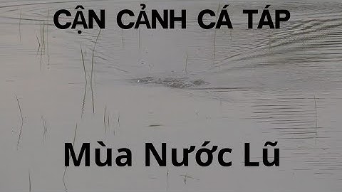 Câu cá lóc mùa nước lũ dâng cao, xuôi dòng sông nước hữu tình của miền tây. TTR 106