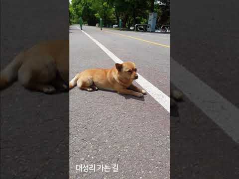 <strong>아카시아꽃</strong> 길 따라 대성리 가는 길 #shorts