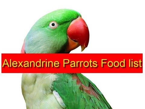 alexandrine parrot food online