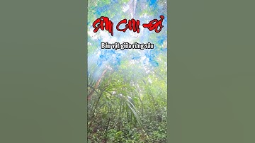 Sâm Cau Đỏ – Thần Dược Đại Ngàn Với Công Dụng Bất Ngờ 🌿🔥 | Vườn Xanh Truyền Kỳ