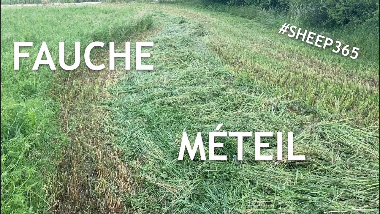 RÉSULTAT du semis de MÉTEIL dans une vieille LUZERNE