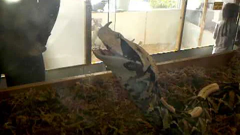Rattler eating a rat