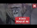 Koko The Sign Language Gorilla Dead At 46