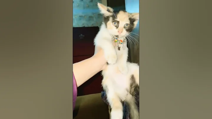 Video 11418151: purebred persian kittens, beautiful persian cat, cute persian kitten