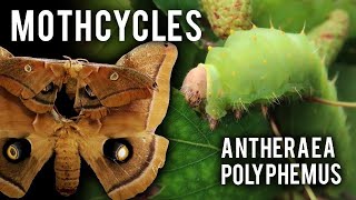 How to breed: Polyphemus moth (Antheraea polyphemus) Mothcycles