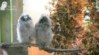 Long Eared Owlets preening by Owl Man 3,617 views 5 years ago 7 minutes, 20 seconds