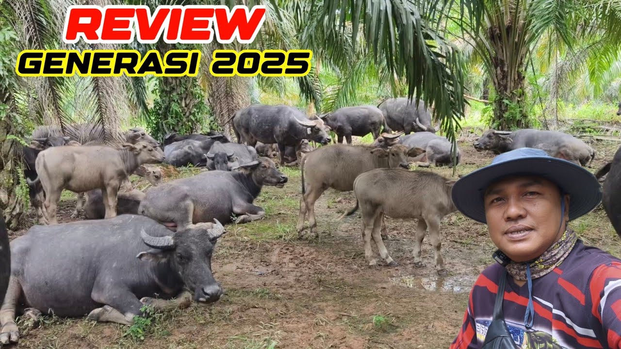 NENGOK TERNAK KERBAU 2025